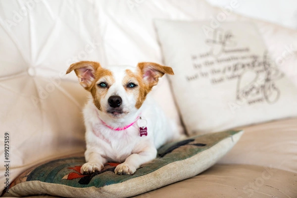 Obraz Old dog with cataracts looking at camera