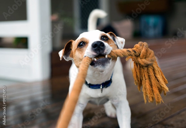 Obraz Fox terrier ciągnący linę