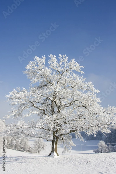 Obraz eiche im winter