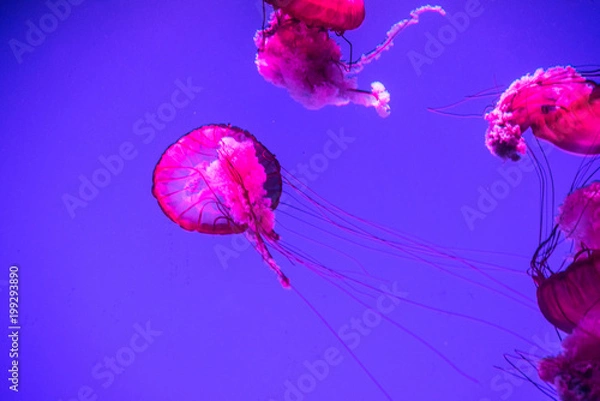 Obraz Jellyfish