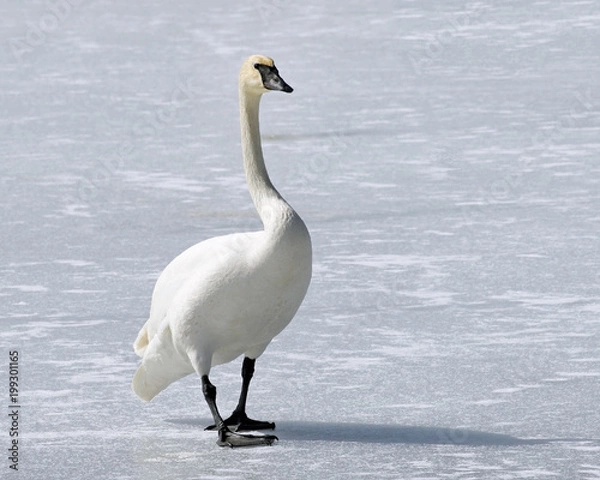 Obraz Wild Trumpeter Swan with its distinctive black beak walks across frozen snow covered pond 
