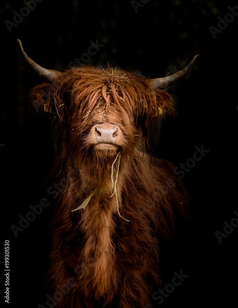 Fototapeta Scottish Highland Beef (BOS Taurus) na portrecie ciemnego tła
