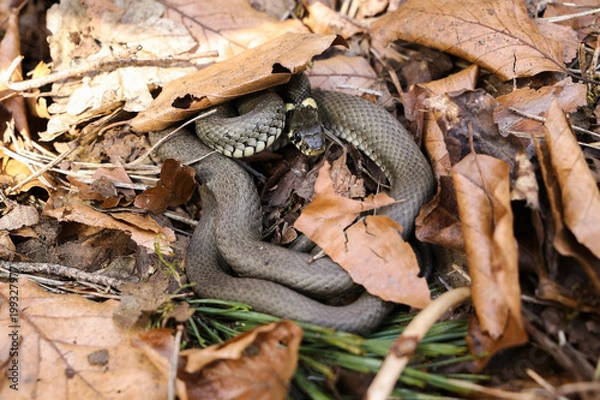 Obraz Ringelnatter im Buchenwald