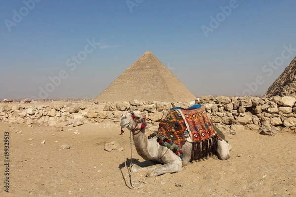 Obraz Camel and Great Pyramid