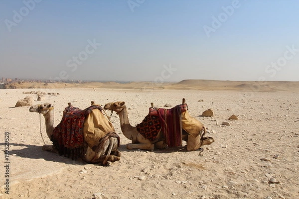 Obraz Camels