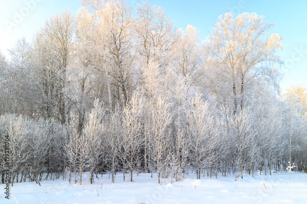 Fototapeta deciduous forest in winter during a severe frost on the edge of a snowy field, a blue sky