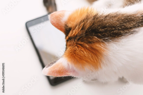 Fototapeta Tricolor cat sitting on the windowsill and looking at the smartphone screen