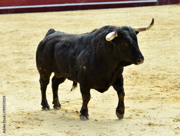 Fototapeta toro en corrida en españa