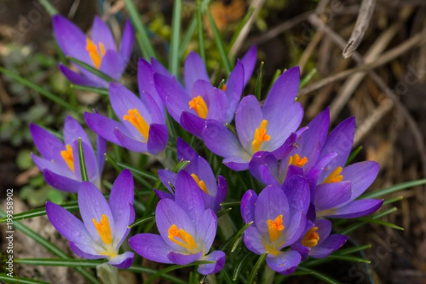 Obraz Krokusse im Frühling
