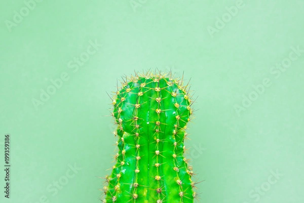 Fototapeta green cactus on a colored background for your logo and cover prickly  cactus on white background