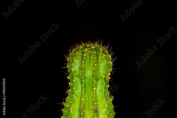 Fototapeta green cactus on a colored background for your logo and cover prickly  cactus on white background