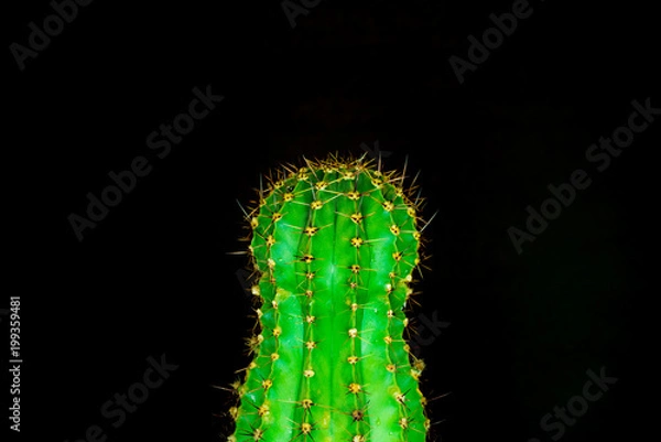 Fototapeta green cactus on a colored background for your logo and cover prickly  cactus on white background