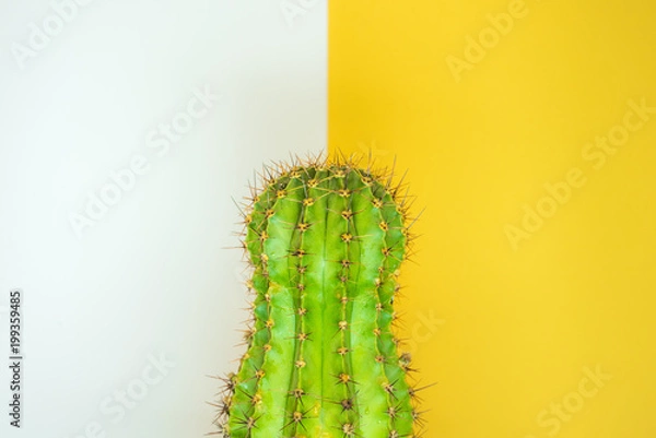 Fototapeta green cactus on a colored background for your logo and cover prickly  cactus on white background