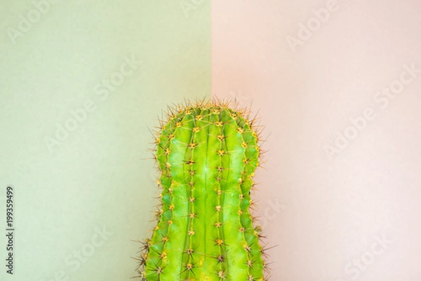 Fototapeta green cactus on a colored background for your logo and cover prickly  cactus on white background