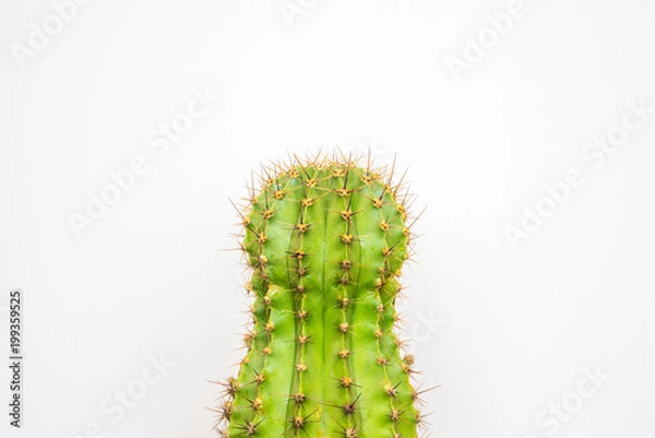 Fototapeta green cactus on a colored background for your logo and cover prickly  cactus on white background