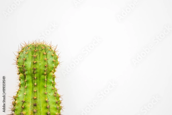 Fototapeta green cactus on a colored background for your logo and cover prickly  cactus on white background
