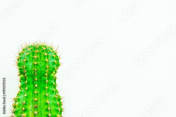 Fototapeta green cactus on a colored background for your logo and cover prickly  cactus on white background