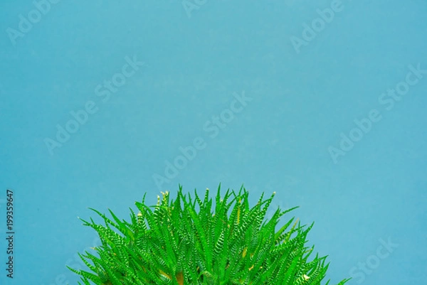 Fototapeta green cactus on a colored background for your logo and cover prickly  cactus on white background