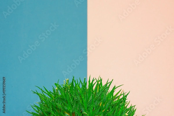 Fototapeta green cactus on a colored background for your logo and cover prickly  cactus on white background