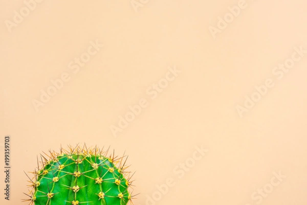 Fototapeta green cactus on a colored background for your logo and cover prickly  cactus on white background