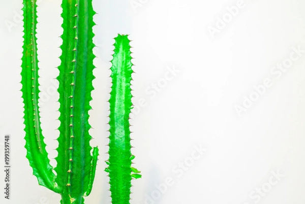 Fototapeta green cactus on a colored background for your logo and cover prickly  cactus on white background