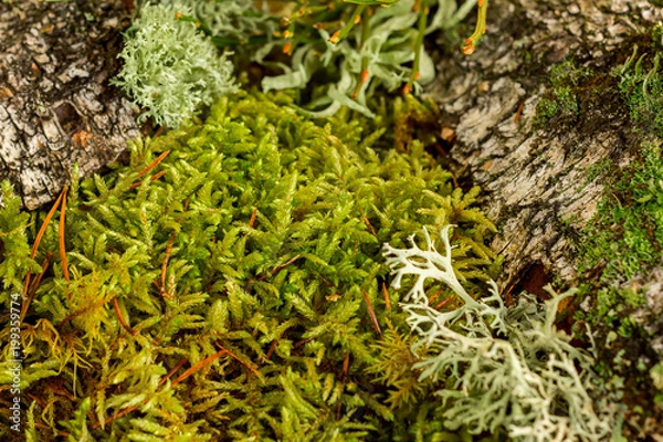 Obraz green moss forest macro