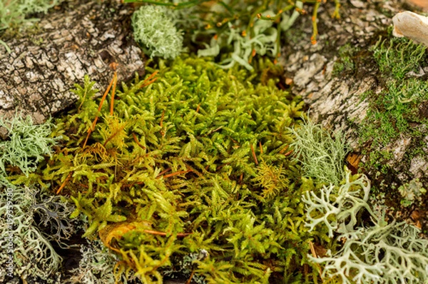 Fototapeta green moss forest macro