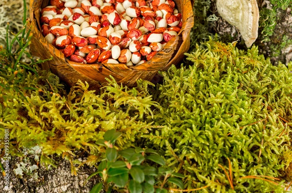 Fototapeta beans - red beans in a basket with a forest background
