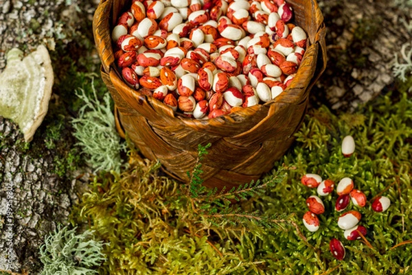 Fototapeta beans - red beans in a basket with a forest background