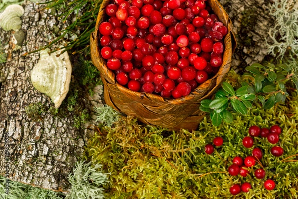 Fototapeta fresh cranberries in a basket organic vegetarian against the background of forest moss and bark
