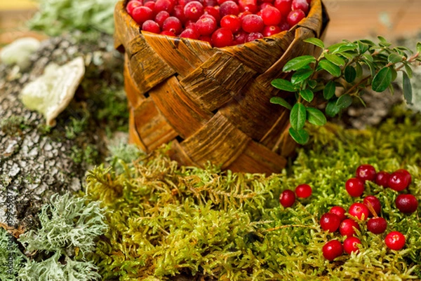 Fototapeta fresh cranberries in a basket organic vegetarian against the background of forest moss and bark