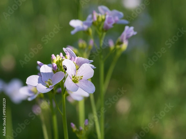 Fototapeta OLYMPUS DIGITAL CAMERA