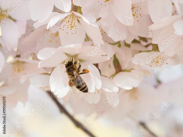 Fototapeta OLYMPUS DIGITAL CAMERA