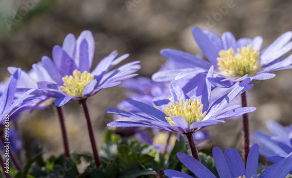 Fototapeta OLYMPUS DIGITAL CAMERA