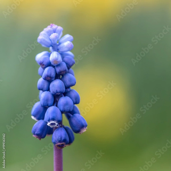 Fototapeta OLYMPUS DIGITAL CAMERA