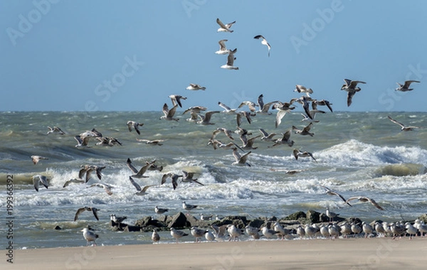 Fototapeta Möwen am Strand