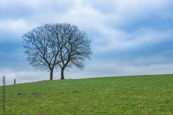 Obraz Baum auf Wiese