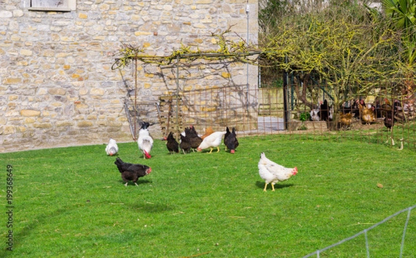 Obraz flock of chickens grazing on a farm