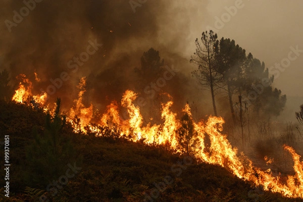 Obraz Forest fire