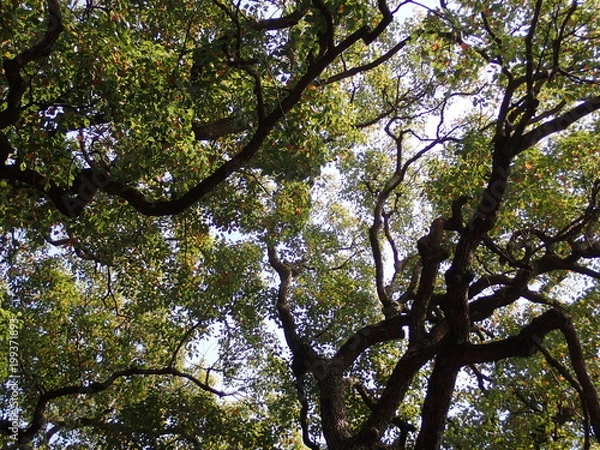 Fototapeta 空を見上げる大木