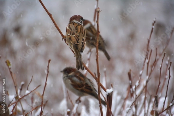 Fototapeta The sparrows on the branch.