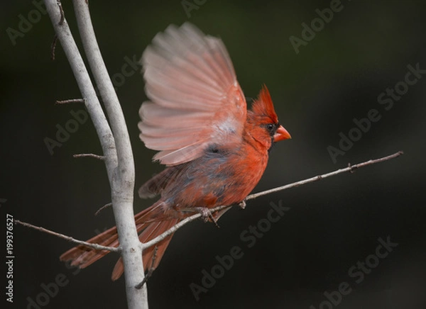 Fototapeta Northern Cardinal