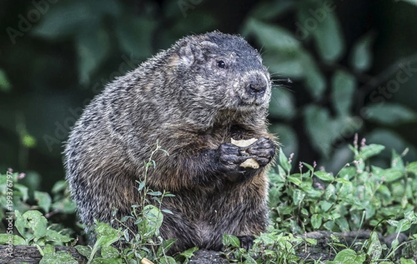 Fototapeta Groundhog