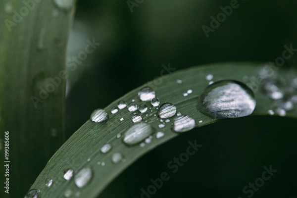 Fototapeta Fresh green grass with dew drops close up. Water driops on the fresh grass after rain. Light morning dew on the grass