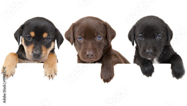 Obraz Puppies banner