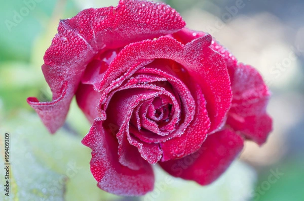 Obraz Rose im Morgentau