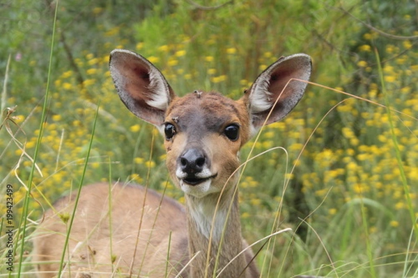 Obraz Close up of a young female impala in the wilderness of Africa (Botswana)