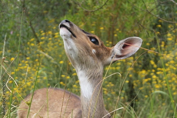 Obraz Close up of a young female impala looking in the air in the wilderness of Africa (Botswana)