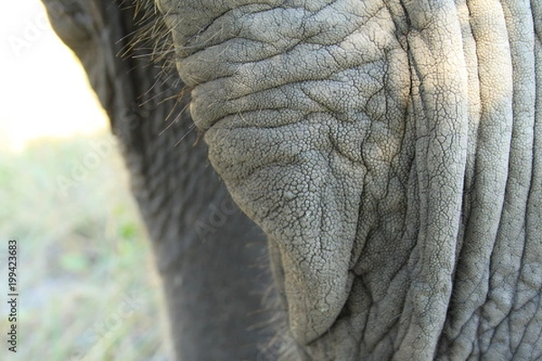 Obraz Knee of a big african elephant in Botswana
