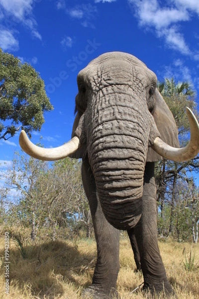 Obraz Close up of a wild big african elephant in Botswana